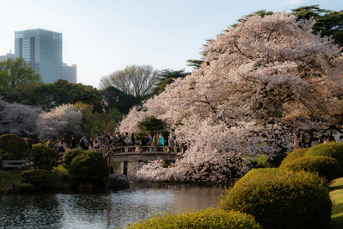 Cherry blossoms beside a pond and small bridge in Shinjuku Gyoen